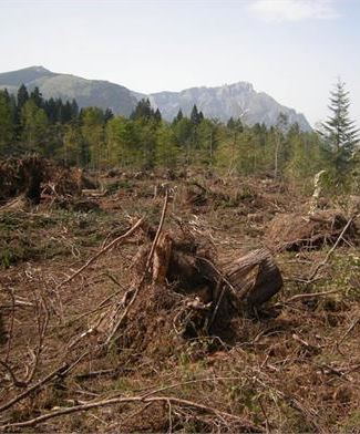 Lavori Nel Bosco